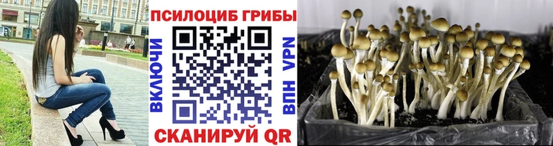 Купить закладки  Дальнереченск  Псилоцибиновые грибы ЛСД 
